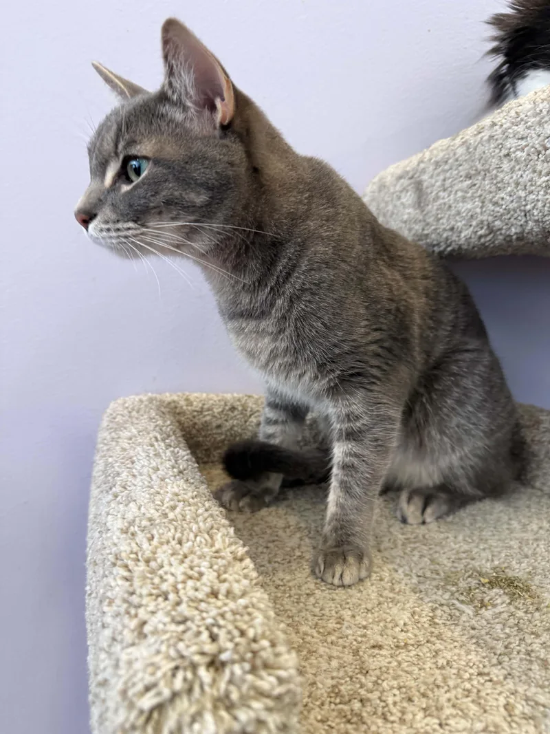 An adult medium-sized male Domestic Medium Hair cat named Opie&Rio for adoption in West Lafayette, IN