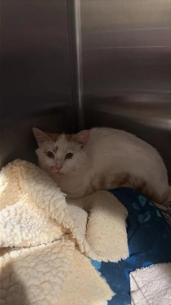 A young medium-sized male Domestic Short Hair cat named Teriyaki for adoption in Ashland, WI