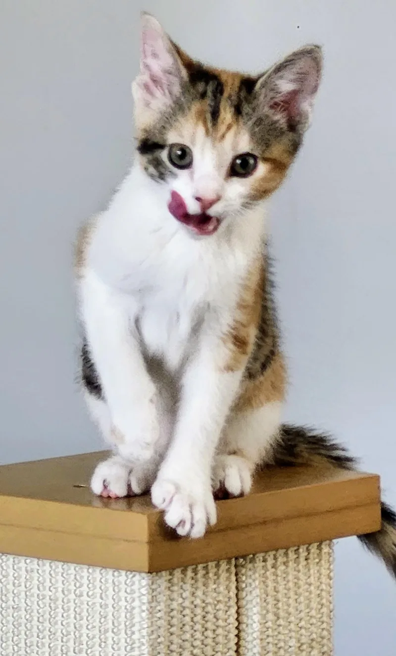 A baby medium-sized female Calico Domestic Short Hair cat named Mirette for adoption in Chicago, IL