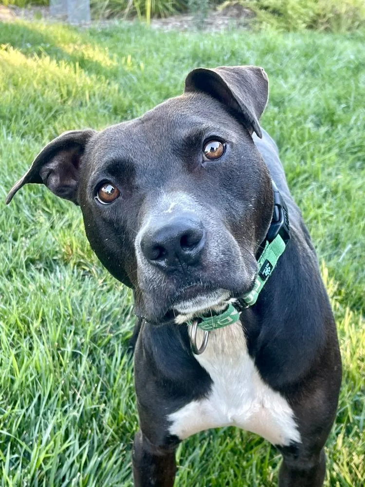 An adult medium-sized male Pit Bull Terrier dog named BooBoo for adoption in La Grande, OR