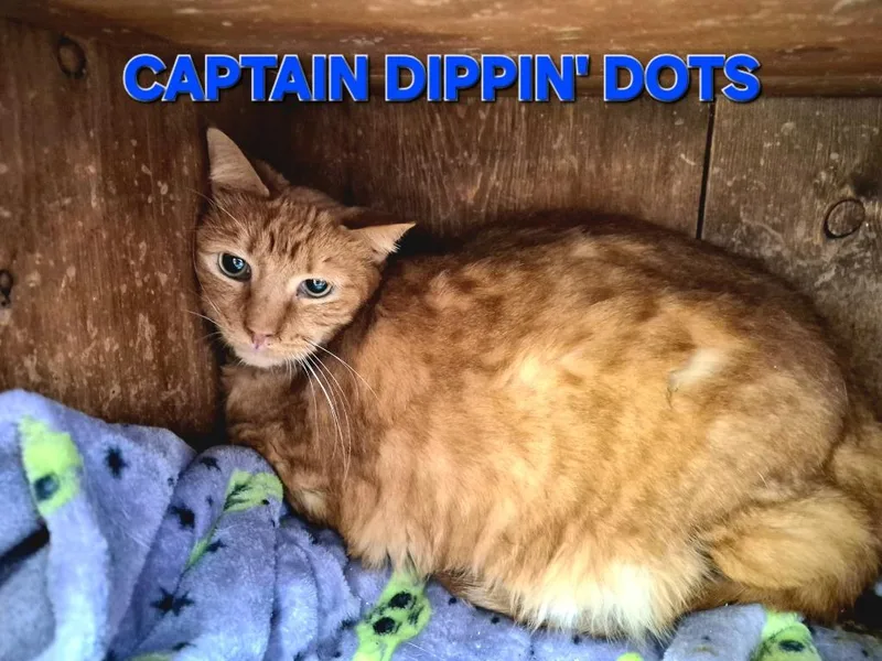 Captain Dippin' Dots