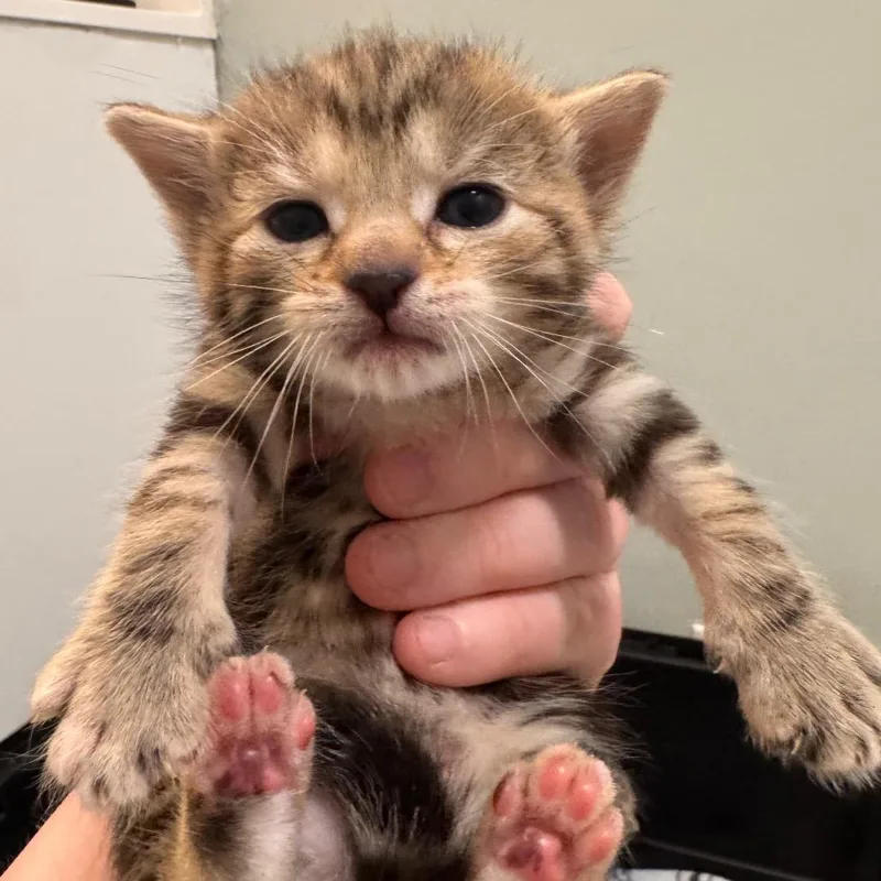 A baby small-sized female Calico Domestic Short Hair cat named Prius for adoption in Wilmington, DE