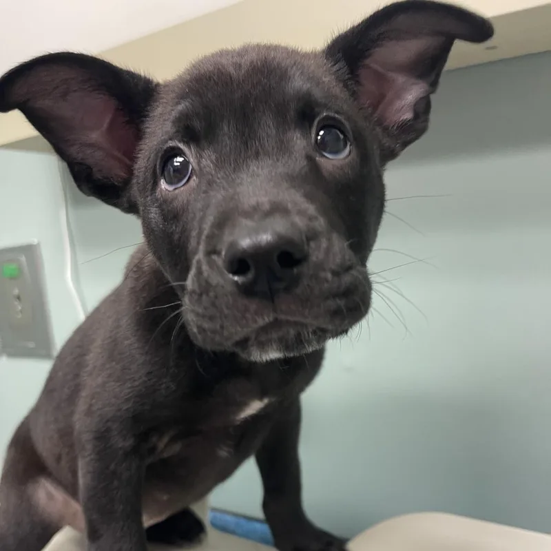 A baby small-sized male Black Pit Bull Terrier dog named Dodger for adoption in Shawnee, KS