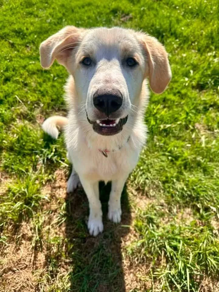 A baby large-sized male Great Pyrenees dog named Whisper for adoption in North Syracuse, NY