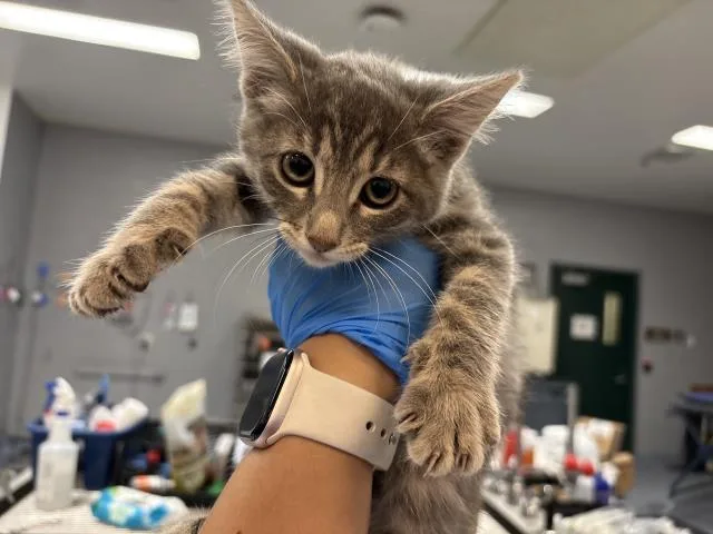 A baby small-sized female Domestic Short Hair cat named Aqua for adoption in Thousand Palms, CA
