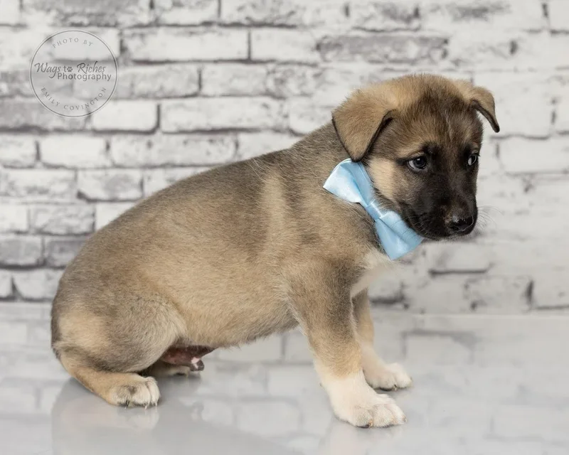 A baby medium-sized male Yellow / Tan / Blond / Fawn Shepherd dog named Fritz for adoption in Tuscaloosa, AL