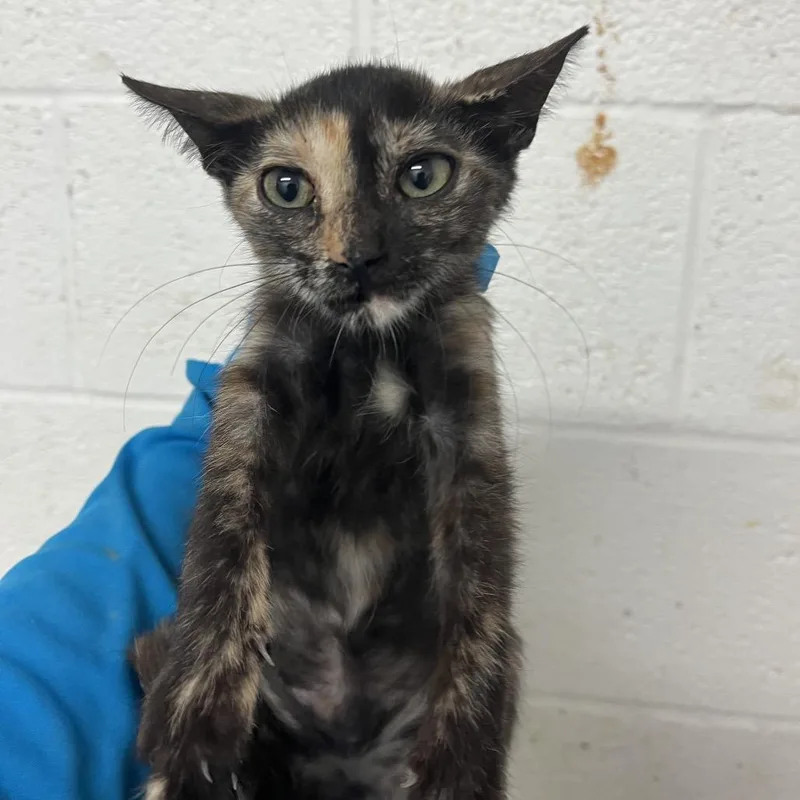 A baby small-sized female Tortoiseshell Domestic Short Hair cat named Nessa for adoption in Edinburg, TX