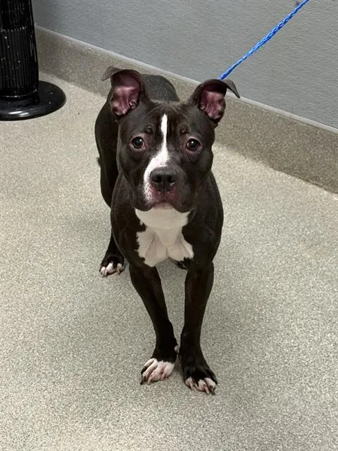 A young small-sized male Pit Bull Terrier dog named Duckling for adoption in Las Vegas, NV