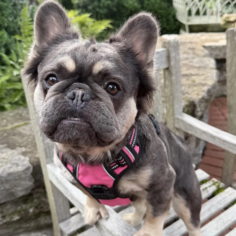 An adult medium-sized female French Bulldog dog named Belzora Kizzie for adoption in Thompson's Station, TN
