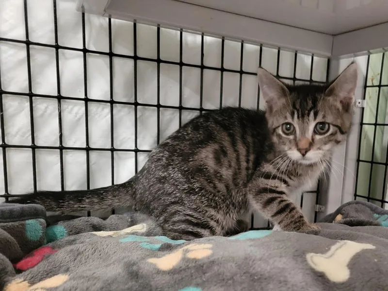 A baby medium-sized male Domestic Short Hair cat named Tornado Siren for adoption in Raleigh, NC