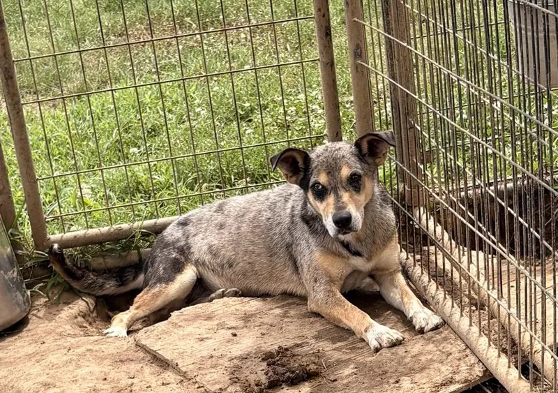 An adult large-sized female Australian Cattle Dog / Blue Heeler dog named Bluey for adoption in Crystal Springs, MS
