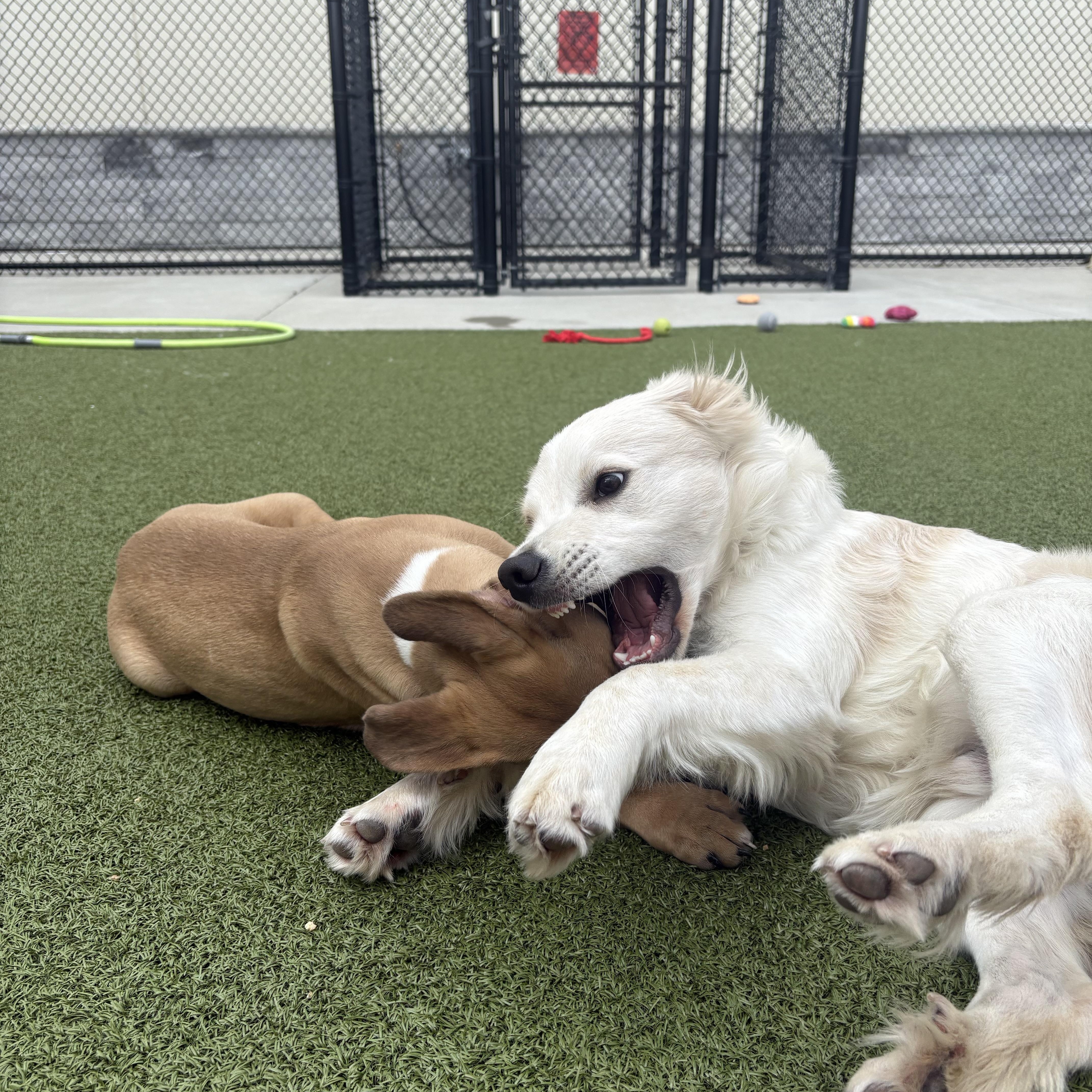 A baby medium-sized male Boxer dog named Boomer for adoption in Cincinnati, OH