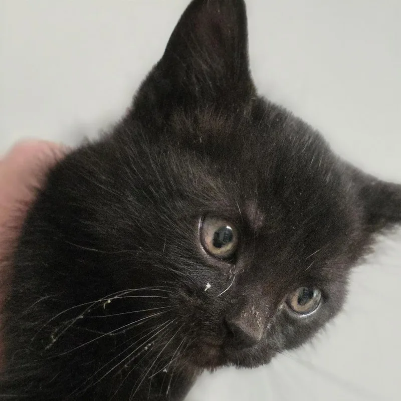 A baby medium-sized female Black Domestic Medium Hair cat named Soot for adoption in Wiggins, MS