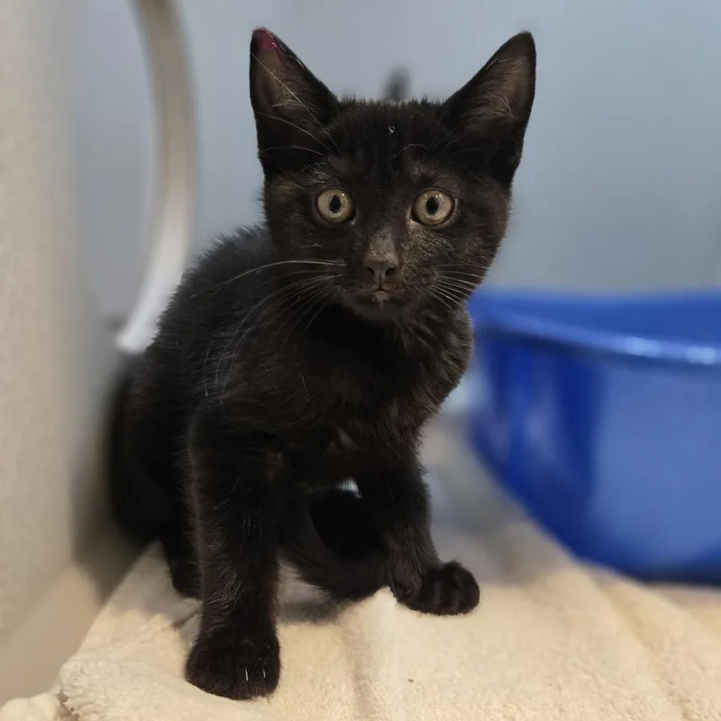 A baby small-sized female Domestic Short Hair cat named Phillimina Cheesesteak for adoption in Pittsburgh, PA