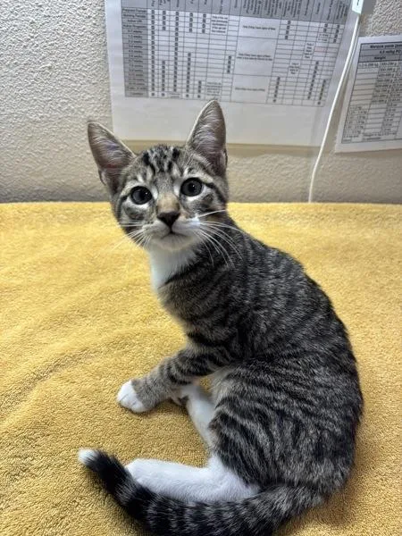 A baby small-sized male Domestic Short Hair cat named Danny for adoption in Sherwood, OR