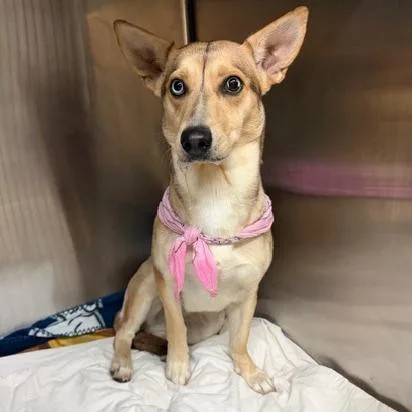 An adult medium-sized female Yellow / Tan / Blond / Fawn Mixed Breed dog named Pinky for adoption in Denison, TX