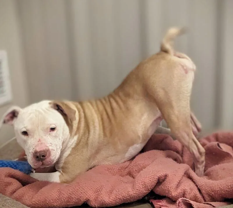 An adult medium-sized male Pit Bull Terrier dog named Piglet for adoption in Yankton, SD