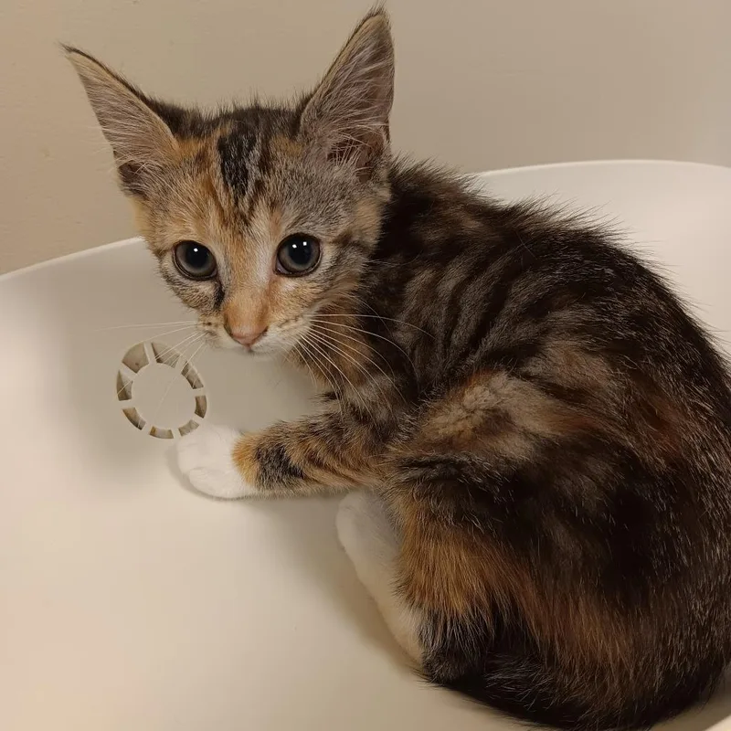 A baby small-sized female Calico Domestic Short Hair cat named Cortado for adoption in Elizabeth City, NC