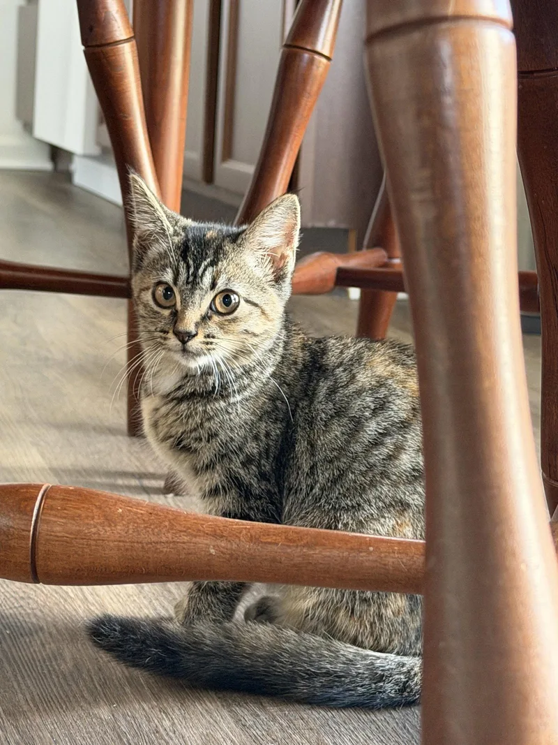 A baby medium-sized female Tabby cat named Pinecone for adoption in Georgetown, KY