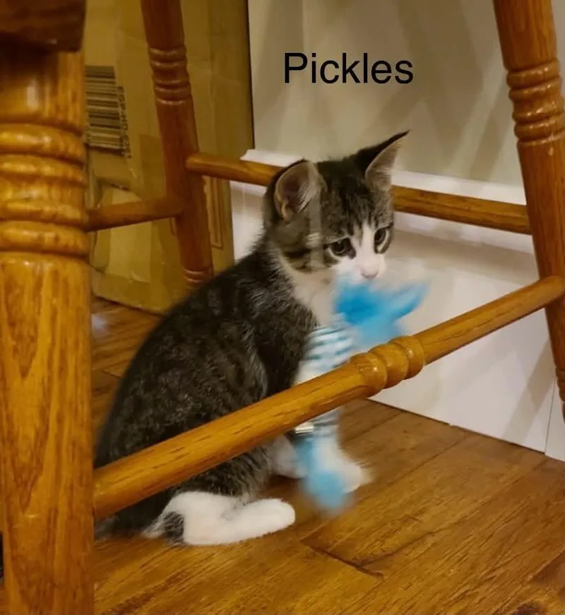 Pickles thumbnail 2