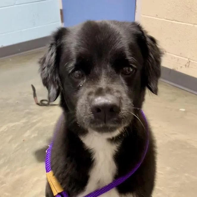 A senior large-sized male Mixed Breed dog named Russell for adoption in DeKalb, IL