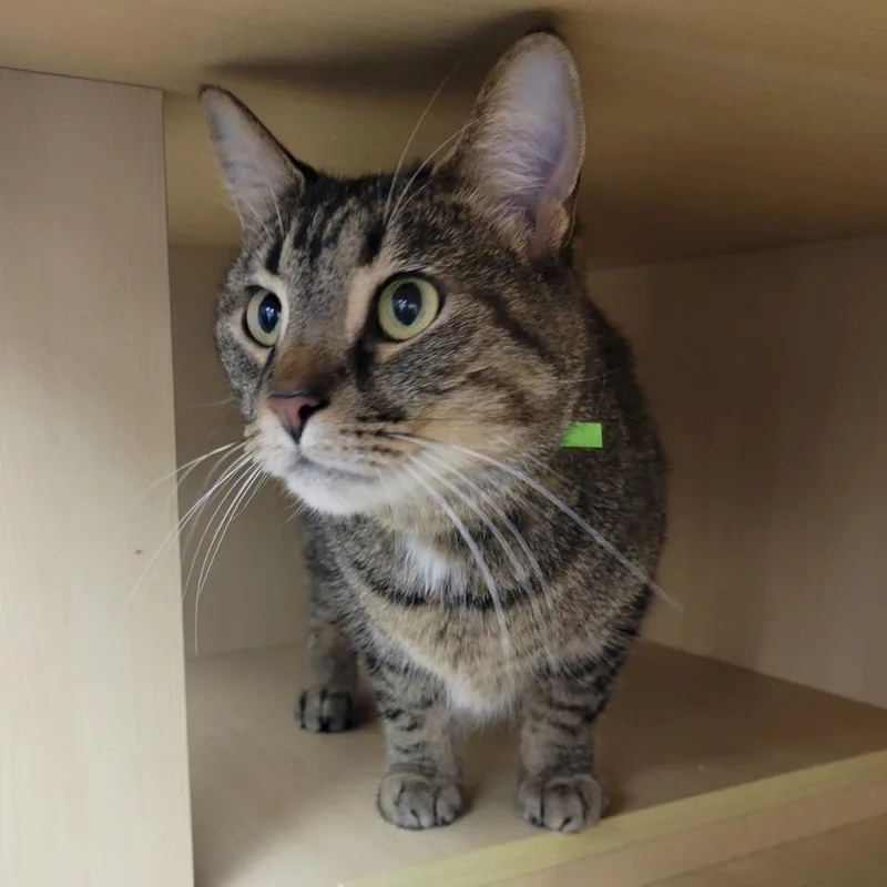 An adult small-sized female Brown / Chocolate Domestic Short Hair cat named Lexi @PAWZ pet cafe for adoption in Carmel, IN