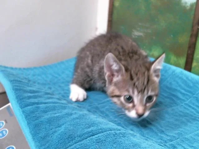 A baby small-sized male Domestic Short Hair cat named Walter for adoption in Houston, TX