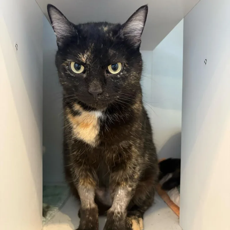 An adult medium-sized female Tortoiseshell Domestic Short Hair cat named Quinoa for adoption in Louisville, KY