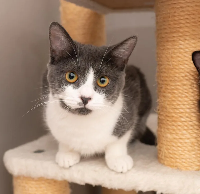 An adult small-sized female Domestic Short Hair cat named Honeydew for adoption in Los Angeles, CA