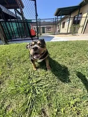 An adult medium-sized female Tricolor (Brown, Black, & White) American Bulldog dog named Lottie for adoption in Lakeland, FL