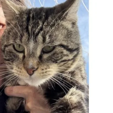 An adult large-sized male Brown / Chocolate Domestic Short Hair cat named Bob Ross for adoption in Salt Lake City, UT