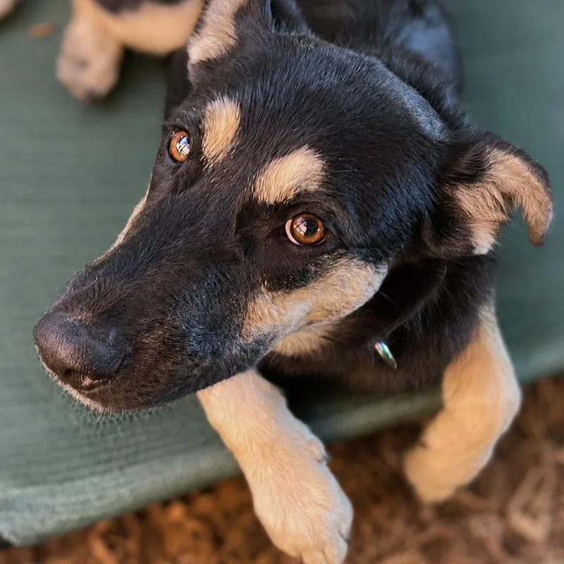Ares