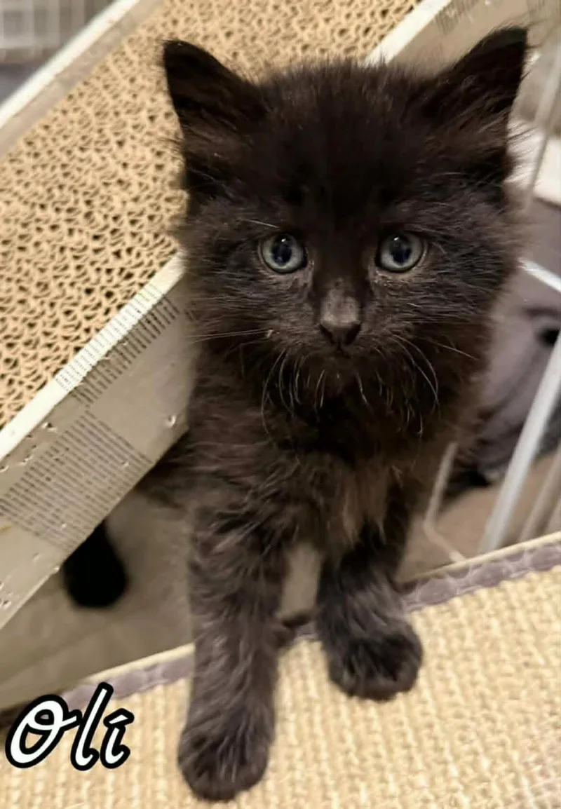 A baby small-sized male Black Domestic Medium Hair cat named Oli for adoption in Woodmere, NY