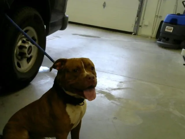 A young large-sized male Pit Bull Terrier dog named Trouser for adoption in Toledo, OH