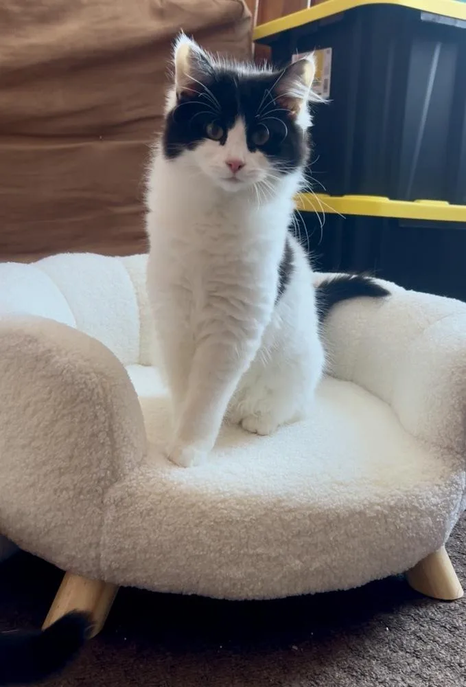 A baby medium-sized female Black & White / Tuxedo Domestic Long Hair cat named Stella for adoption in Lansing, MI