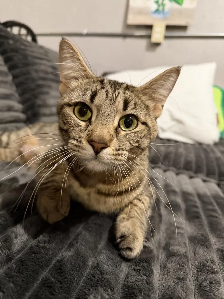 A young medium-sized female Tabby (Brown / Chocolate) Domestic Short Hair cat named Grace for adoption in Clinton Township, MI