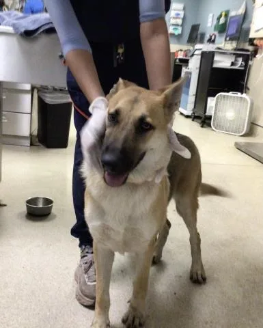 A young large-sized female German Shepherd Dog dog named Queenie for adoption in Riverside, CA