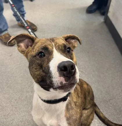 An adult medium-sized male Mixed Breed dog named Kayo for adoption in West Chester, PA