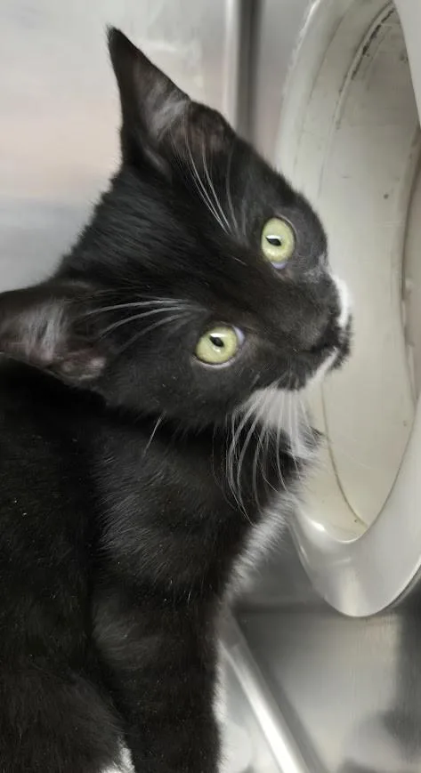 A young small-sized male Tuxedo cat named Edd for adoption in North Myrtle Beach, SC