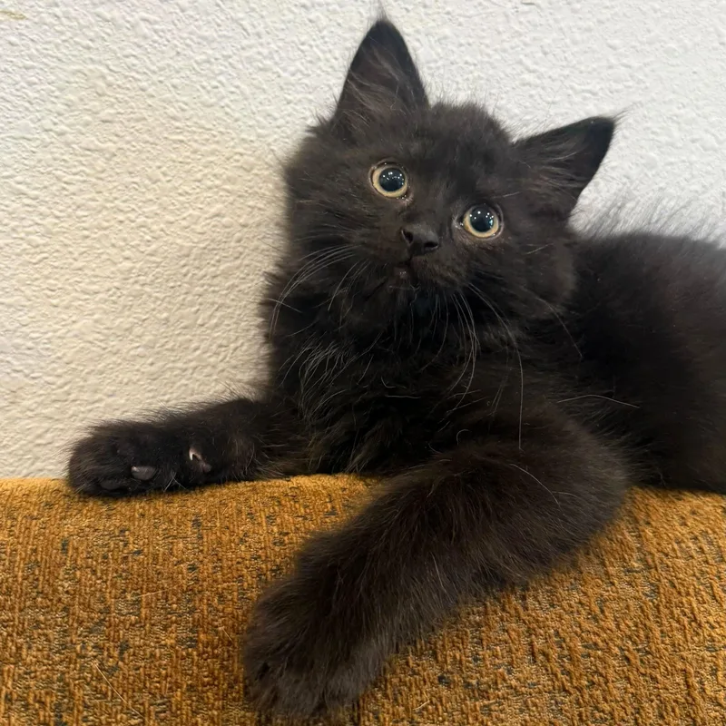 A baby medium-sized male Black Domestic Short Hair cat named Anakin for adoption in Wilsonville, OR