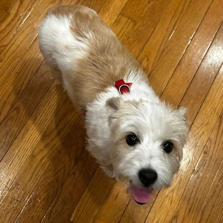 A senior small-sized female White / Cream Schnauzer dog named Sadie for adoption in Shawnee, KS