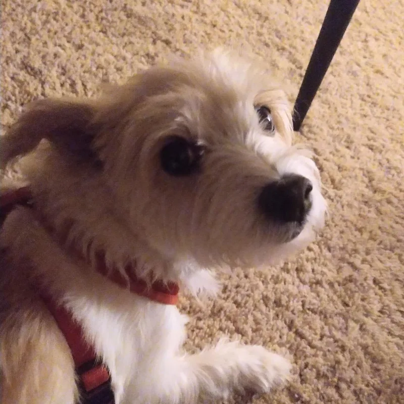 Sadie thumbnail 3