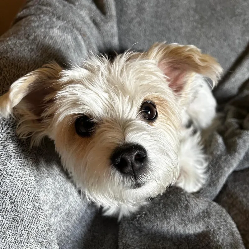 Sadie thumbnail 4