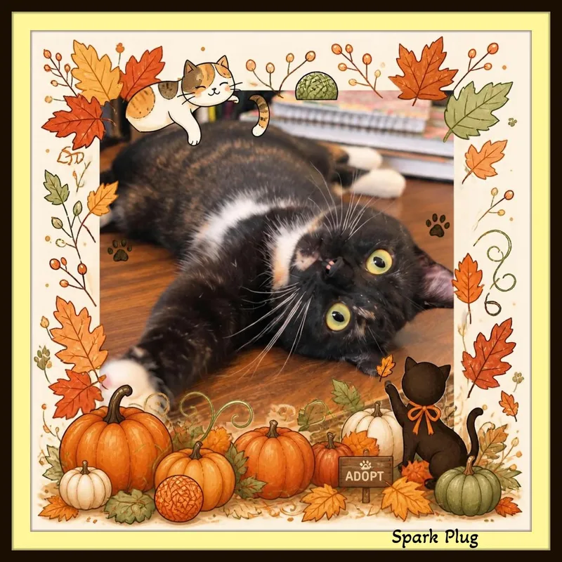 A baby medium-sized female Domestic Short Hair cat named Spark Plug A for adoption in Winston Salem, NC
