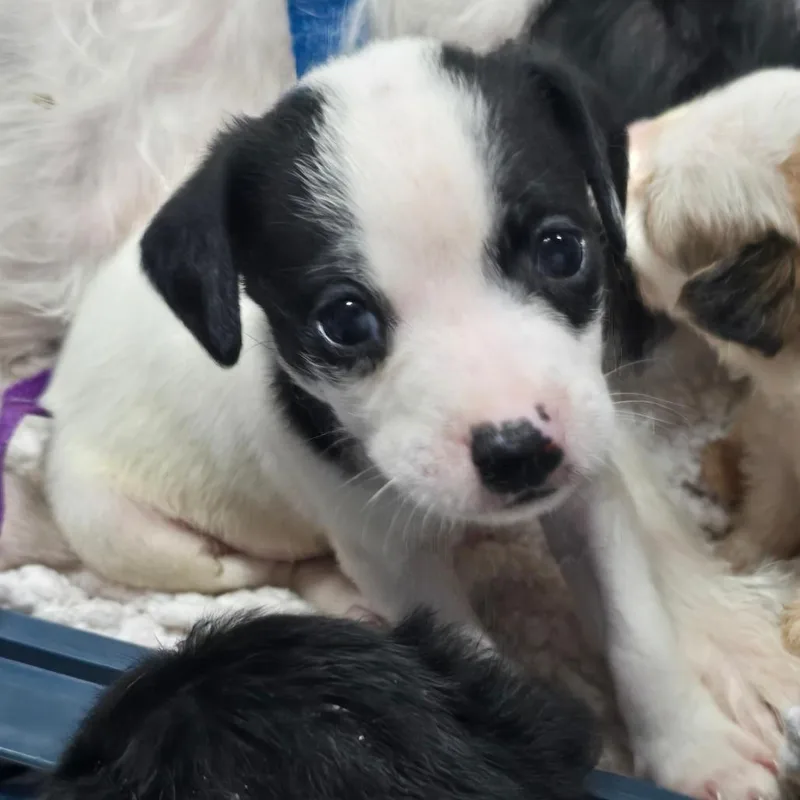 A baby small-sized male White / Cream Wirehaired Terrier dog named Riff for adoption in East Saint Louis, IL