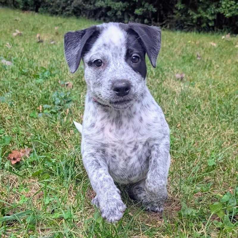 A baby medium-sized female Cattle Dog dog named Macee Pup  Puck for adoption in Fairfax, VA