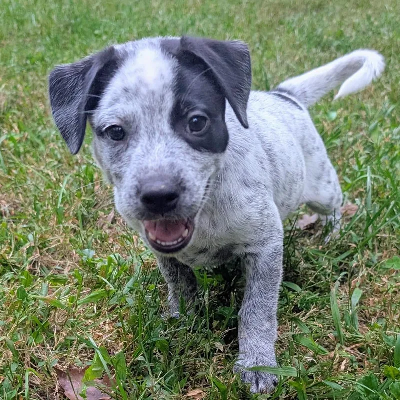 Macee Pup  Puck thumbnail 2