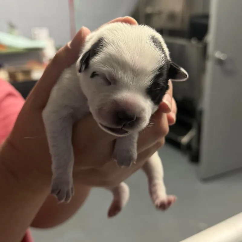 Macee Pup  Puck thumbnail 3