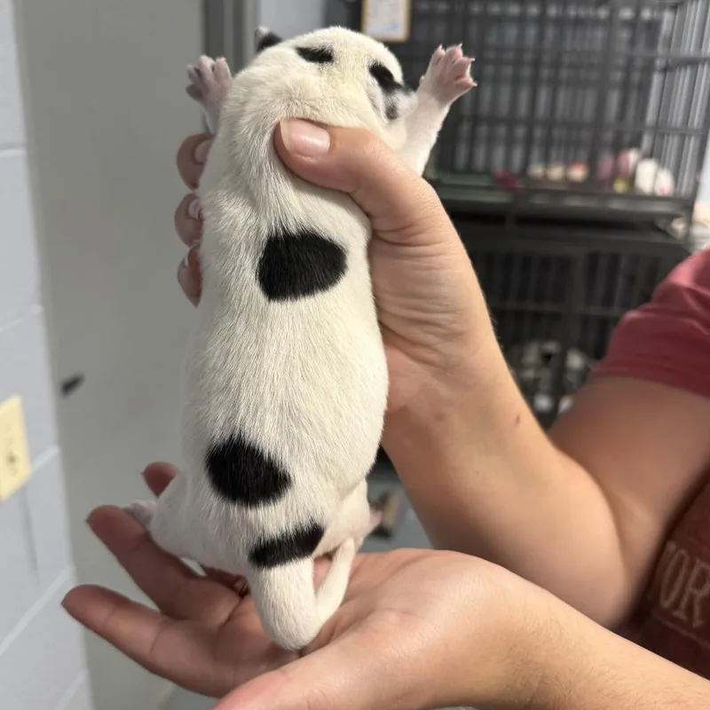 Macee Pup  Puck thumbnail 5