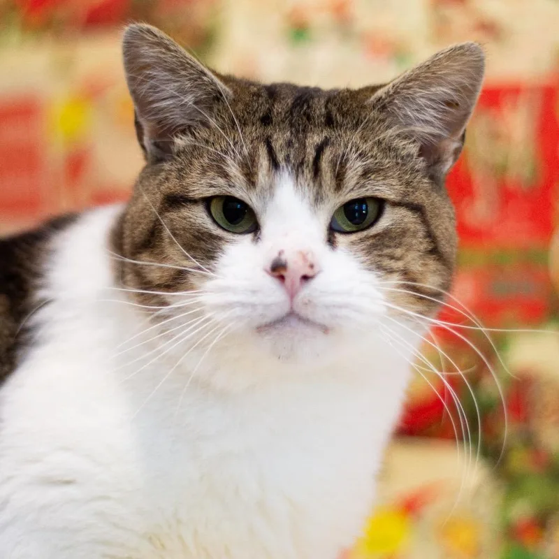 Oppenheimer thumbnail 2